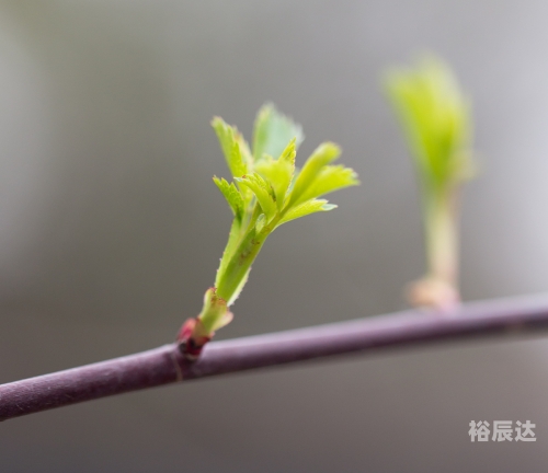 小草CC的博客，探索自然之美-第2张图片