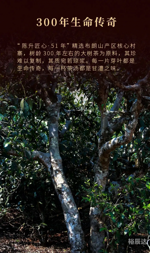 陈升茶厂，传统与现代的完美结合