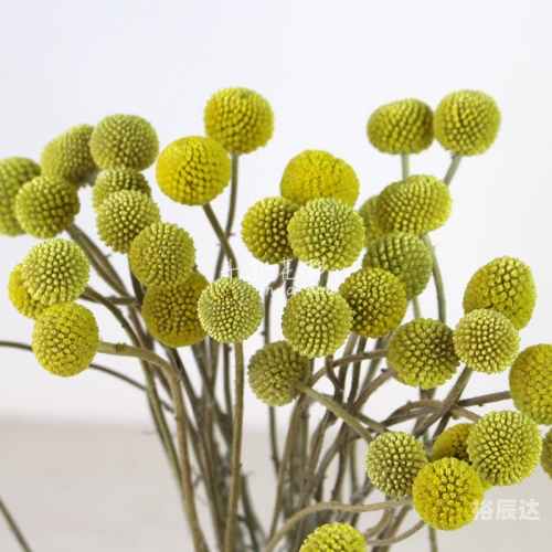 黄金球的寓意和象征黄金球，璀璨之球，价值非凡-第2张图片