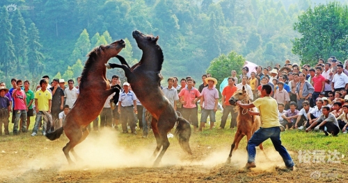 11选五5开奖一定牛，揭秘神秘力量
