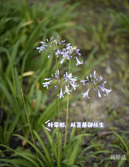 蓝色妖姬竟然是这样制作出来的英语蓝色妖姬，神秘制作背后的秘密