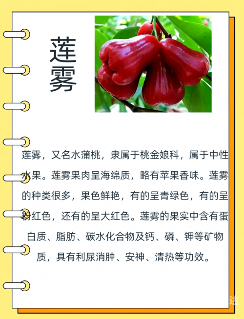 笔头菜笔头菜，美味与健康的完美结合