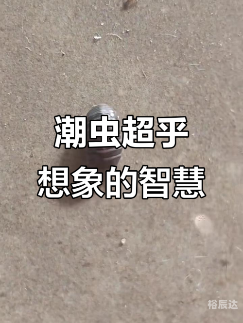 天机算粤语，揭示神秘力量与智慧-第2张图片
