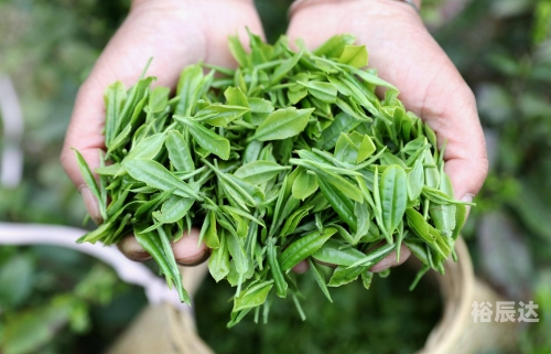 茶叶卫生标准为国家强制性标准茶叶卫生标准与茶叶品质保障-第1张图片