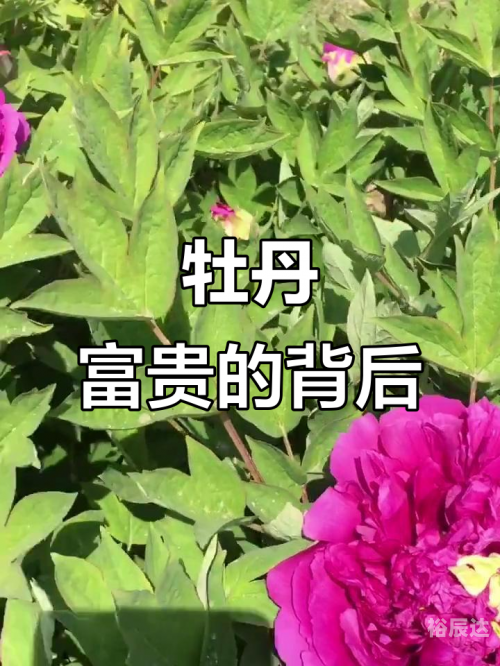 富贵心水论坛富贵心水论坛，探寻财富与心灵的交汇之地-第2张图片