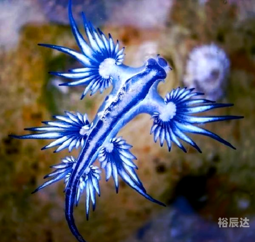 大彩鲸改名了吗大彩鲸，神秘的海洋生物