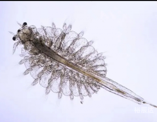 大彩鲸改名了吗大彩鲸，神秘的海洋生物-第2张图片