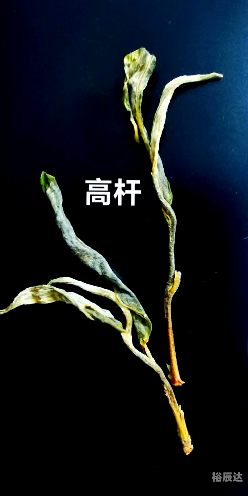 高黎贡山普洱茶古树茶高黎贡山普洱茶，品味自然之韵-第2张图片