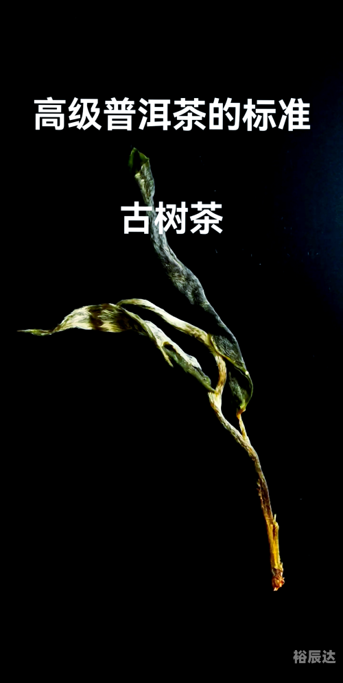 高黎贡山普洱茶古树茶高黎贡山普洱茶，品味自然之韵
