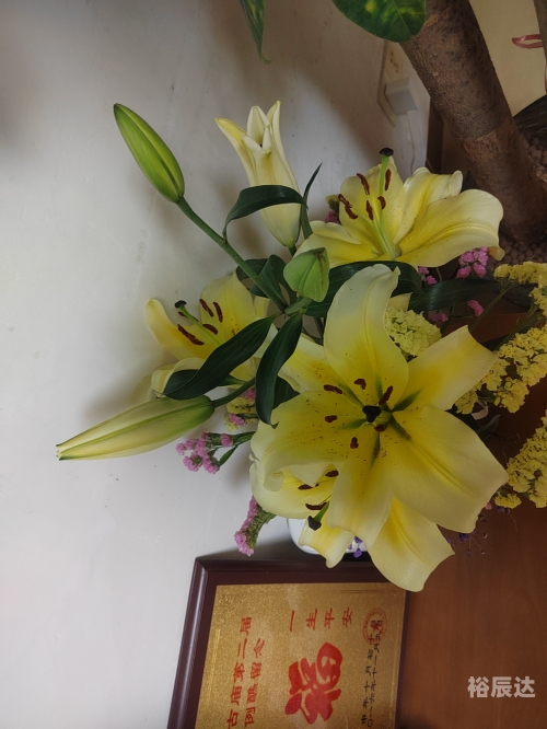 百合图库彩色印刷区9025577tk百合图库，探索神秘百合之美-第2张图片