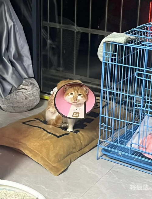 三脚猫论坛三脚猫论坛，探索网络交流的新天地