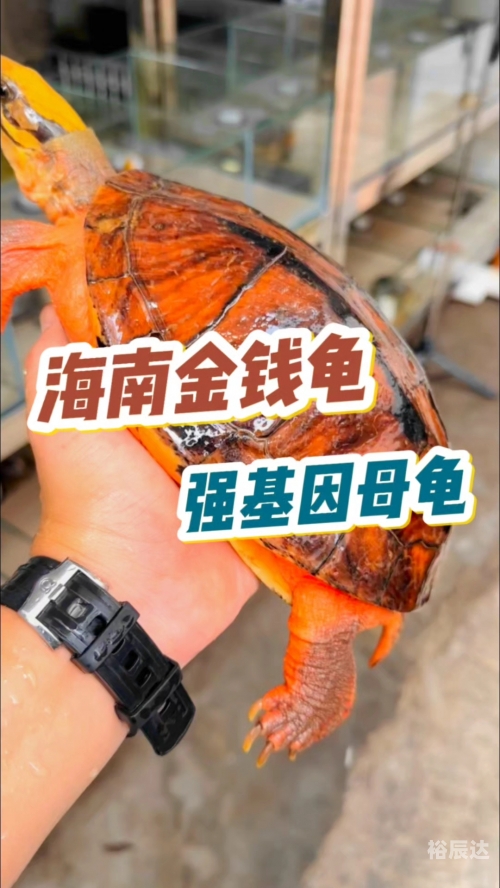金钱龟价格金钱龟价格概述-第1张图片