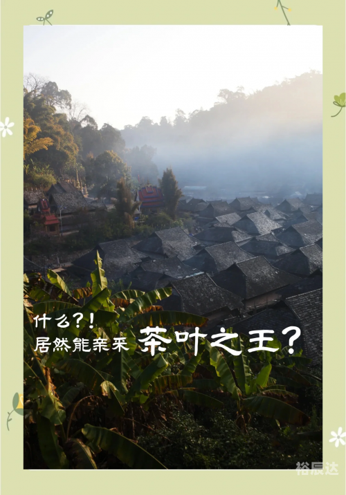中国普洱茶中国普洱茶，千年传承的茶文化瑰宝-第2张图片