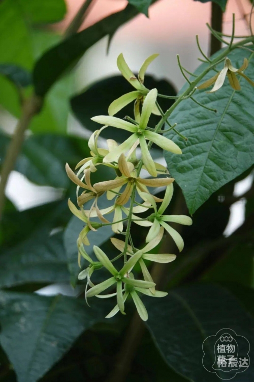 花藤名字花藤之名