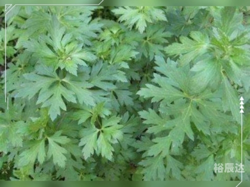 小草乌的图片小草乌，自然的精灵