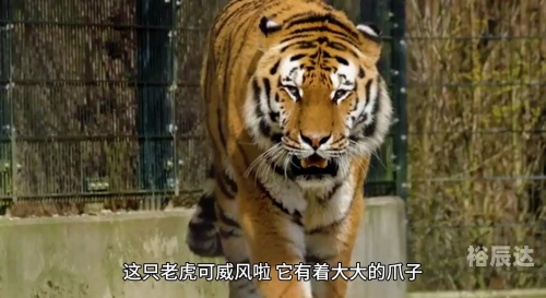 最新老虎地图数据包介绍