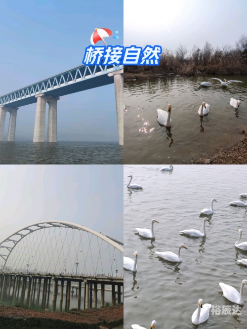 68488白天鹅心水白天鹅高手论坛，探索天鹅界的精英之路