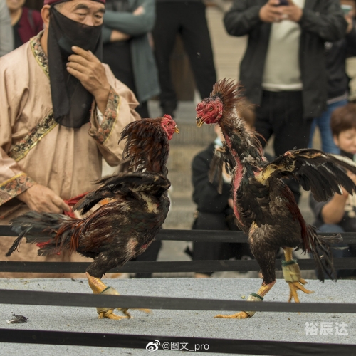 春秋娱乐，文化盛宴中的娱乐新篇章