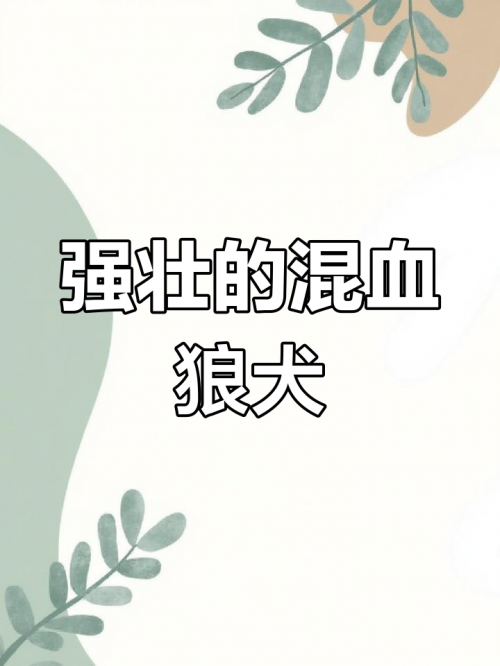 小狼狗心水论坛小狼狗心水论坛，探索犬类爱好者的乐园