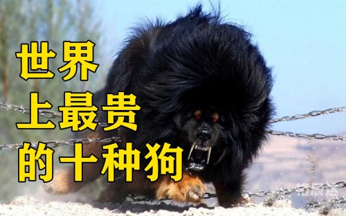 376969狗跑论坛，探索狗狗世界的奇妙之旅