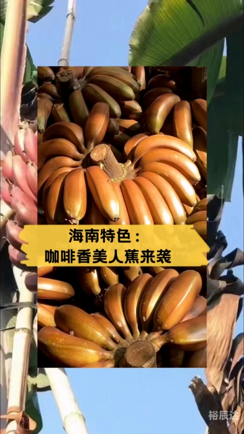 海南香蕉网，畅享热带果香