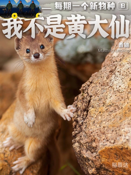 新澳门资料大全免费新鼬新澳门资料大全免费新鼬介绍