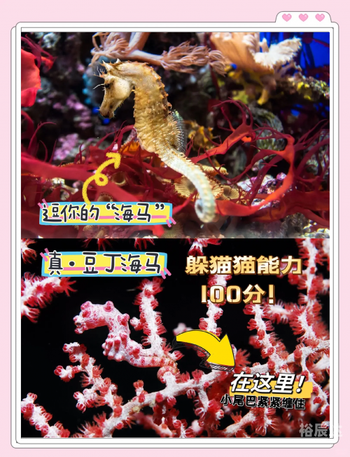 顶叶兽顶叶兽，神秘生物的探索之旅-第2张图片