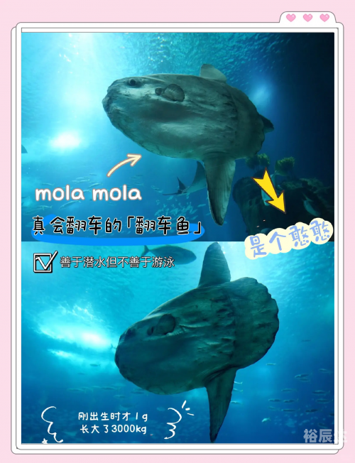 顶叶兽顶叶兽，神秘生物的探索之旅