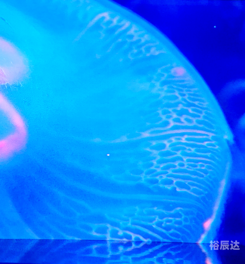 曼波鱼图片曼波鱼，神秘海洋中的精灵-第2张图片