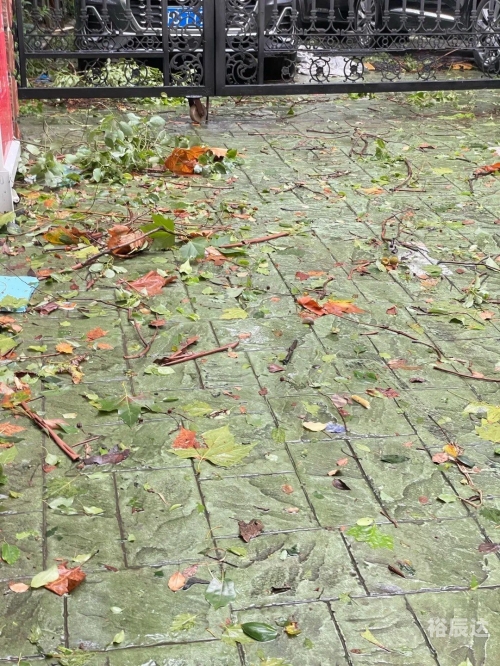 上海 台风上海遭遇台风，风雨中的城市之旅-第2张图片