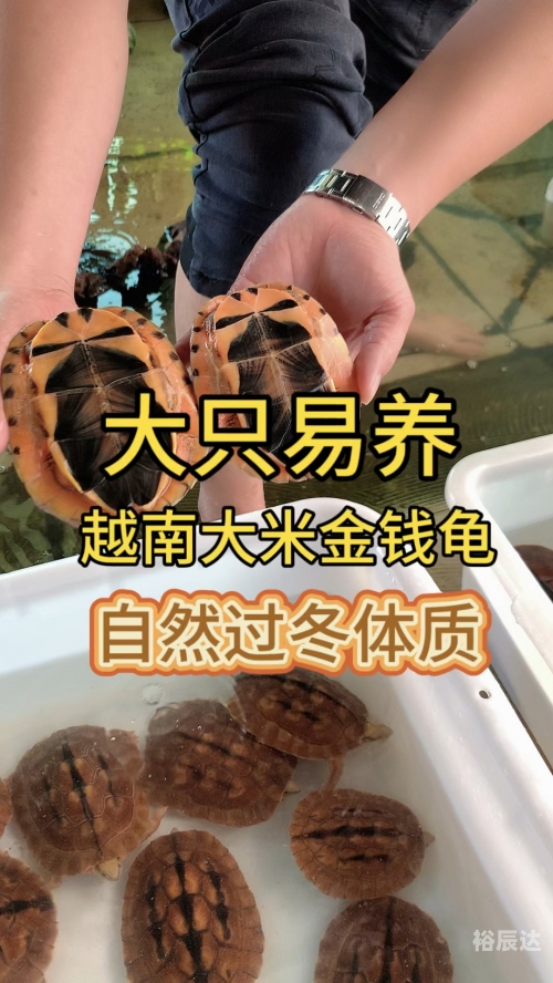 金钱龟最新价格金钱龟最新价格分析-第2张图片