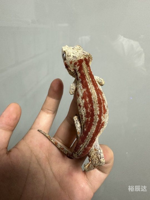 宠物精灵宠物精灵，宠物的魔法世界