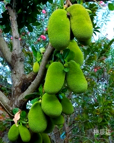 菠萝果菠萝果，热带水果的魅力