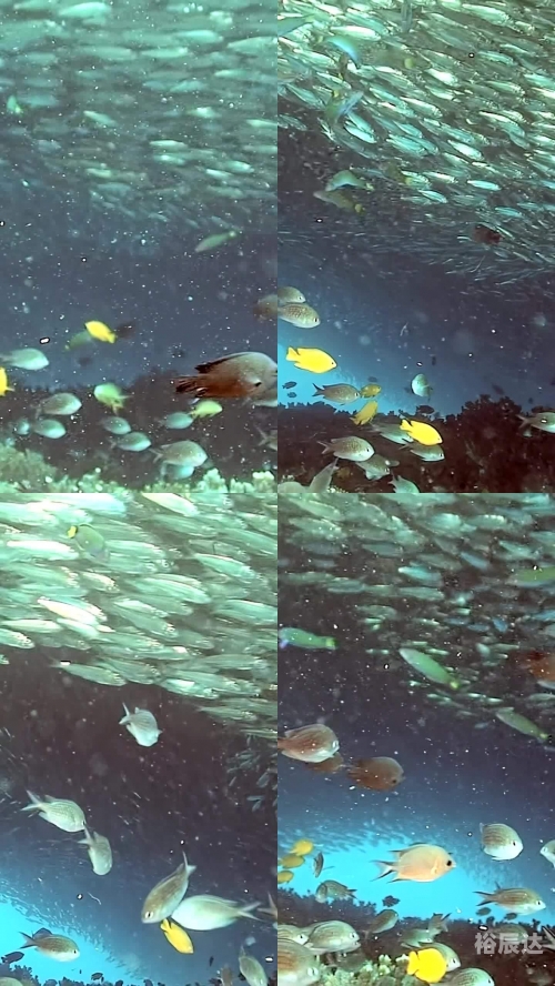 沙丁鱼沙丁鱼之海，海洋中的生命奇迹
