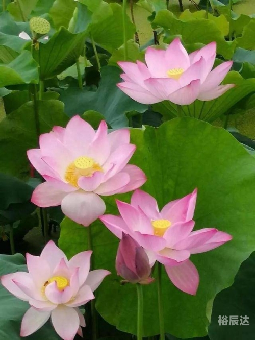 好运彩app官网下载好运彩，生活中的幸运之花